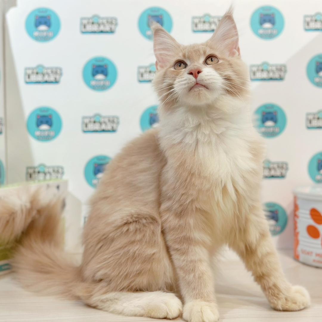 Maine Coon Kitten