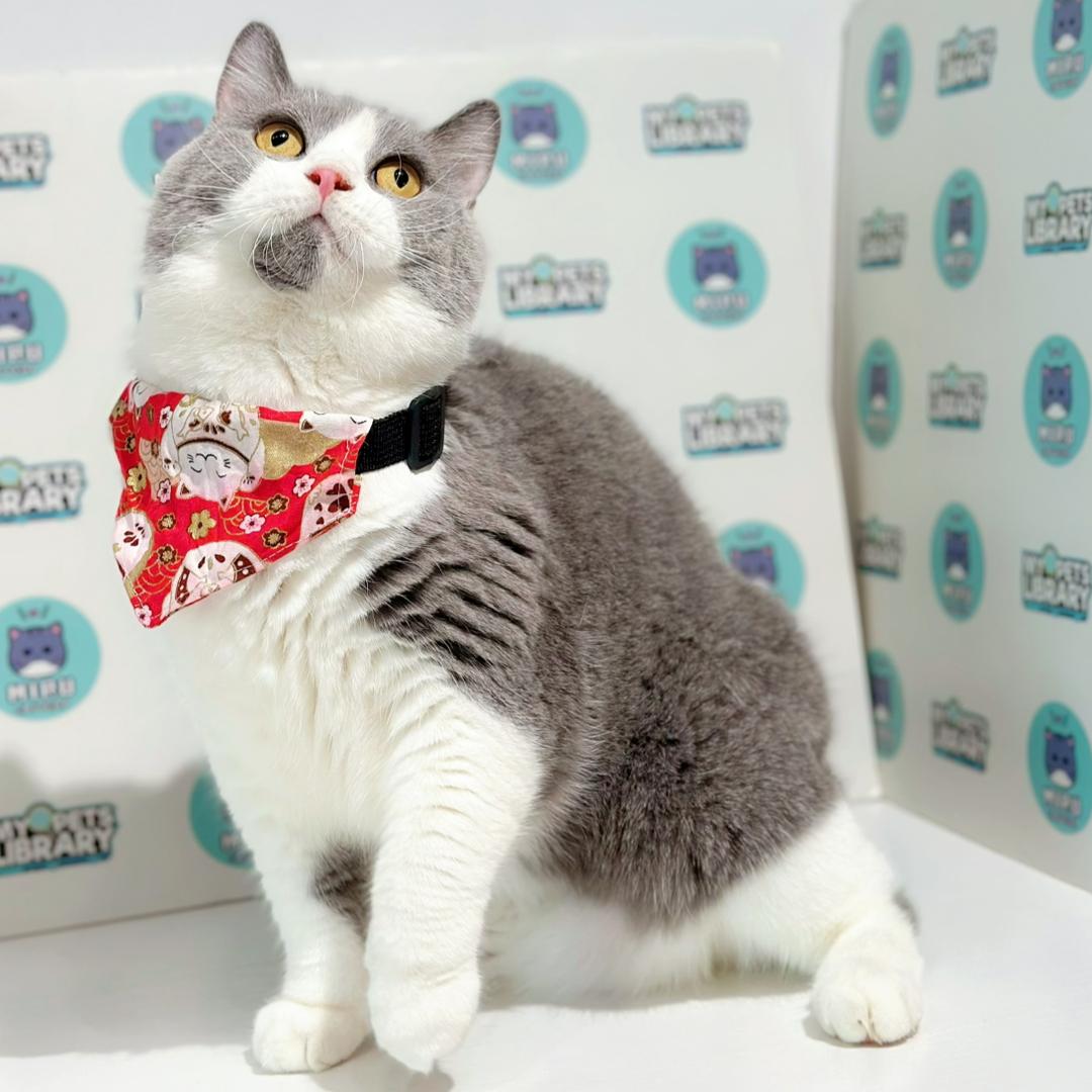 British Shorthair Kitten