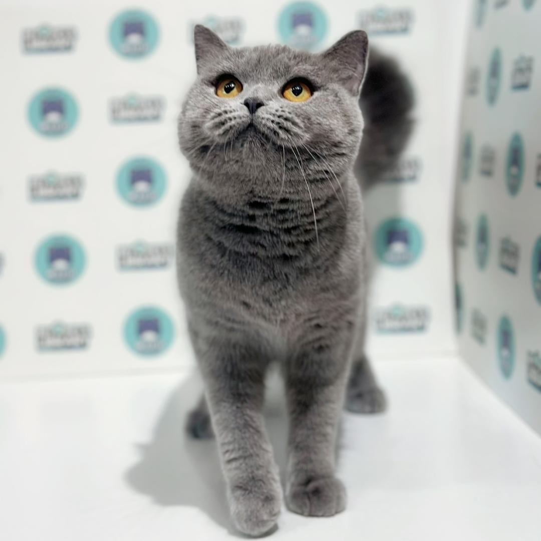 British Shorthair Kitten