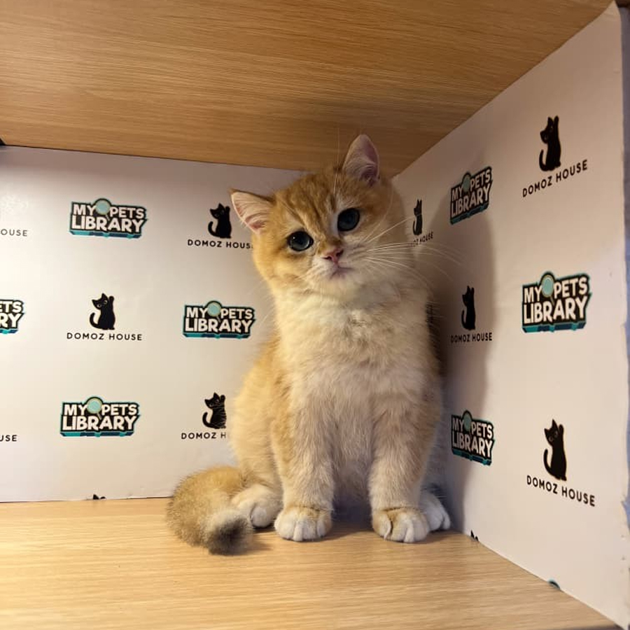 British Shorthair Kitten