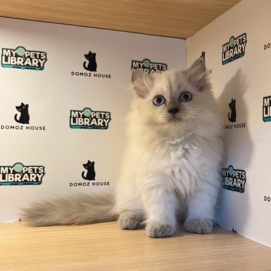 Minuet Napoleon Kitten