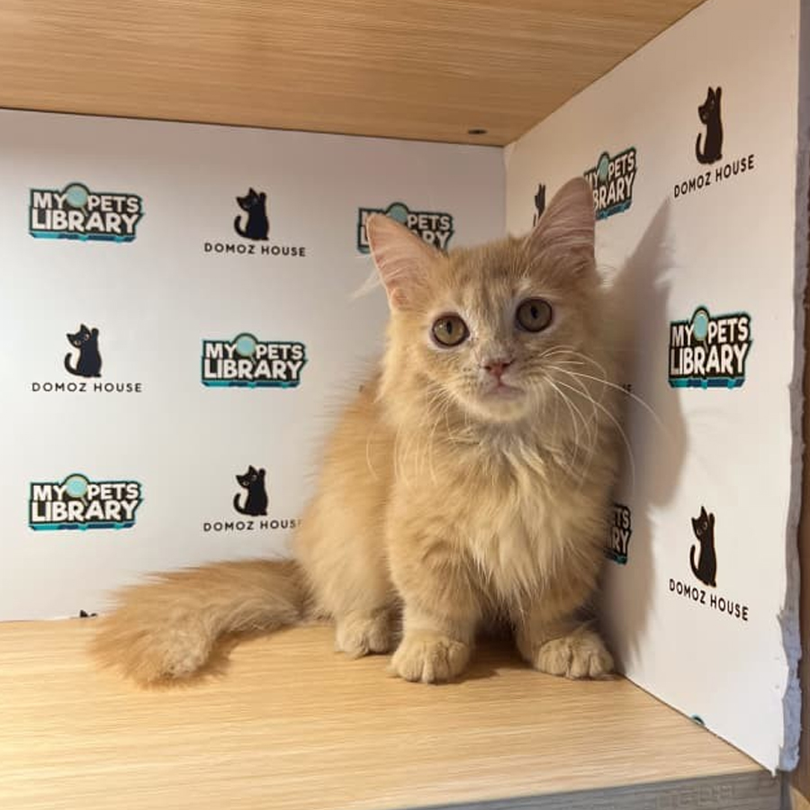 Minuet Napoleon Kitten