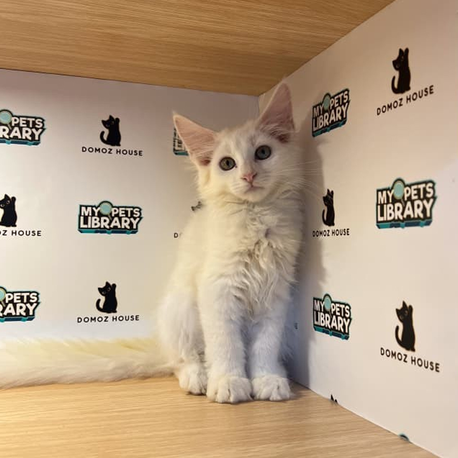 Maine Coon Kitten