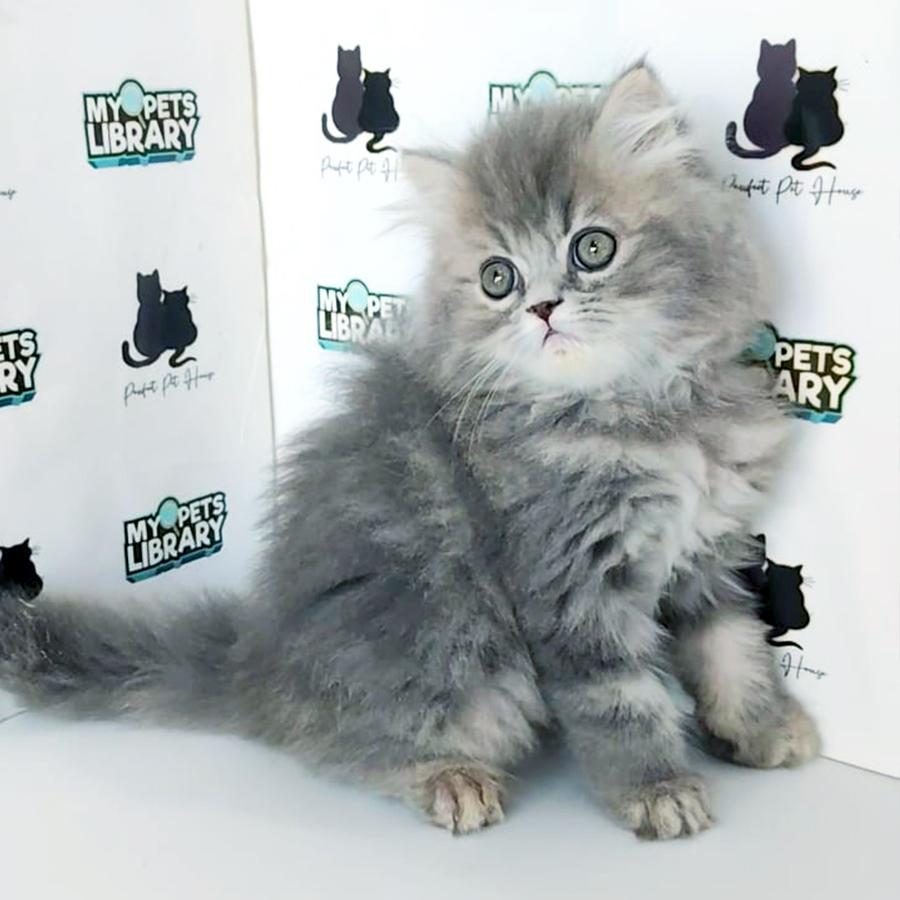 British Longhair Kitten