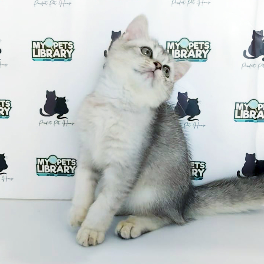 British Shorthair Kitten