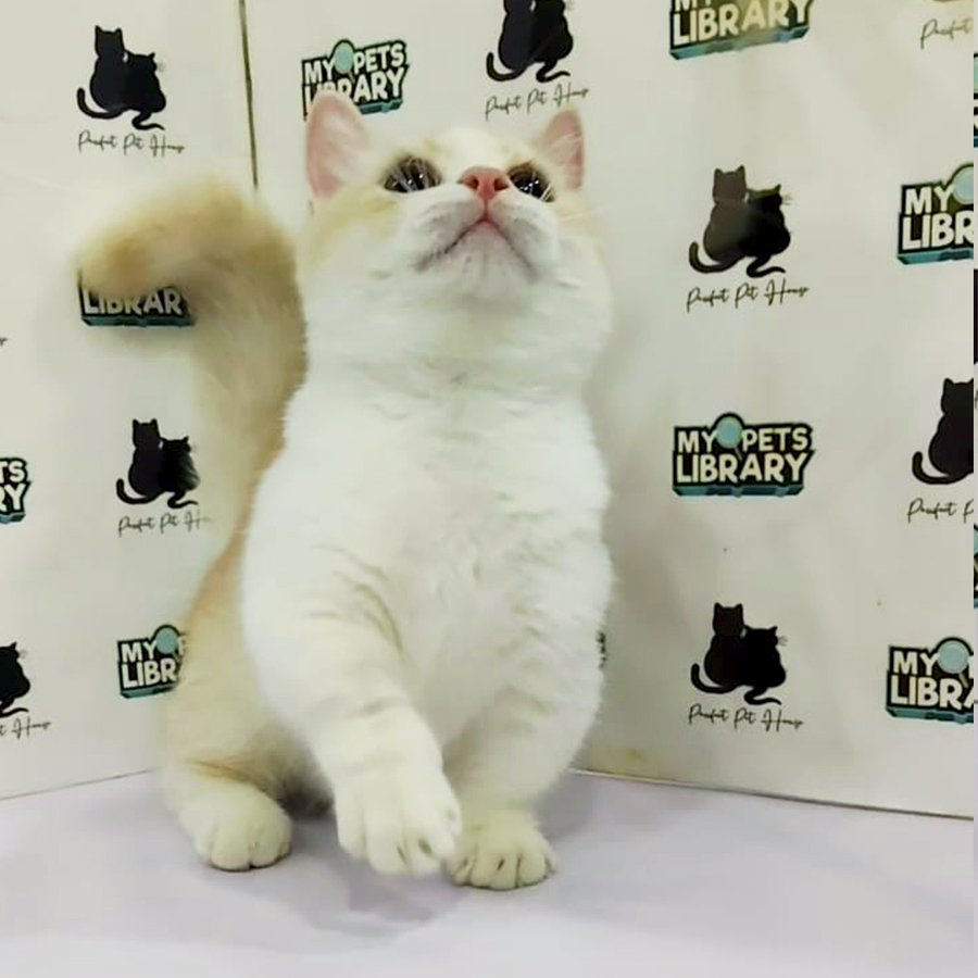 Super Short Munchkin Kitten