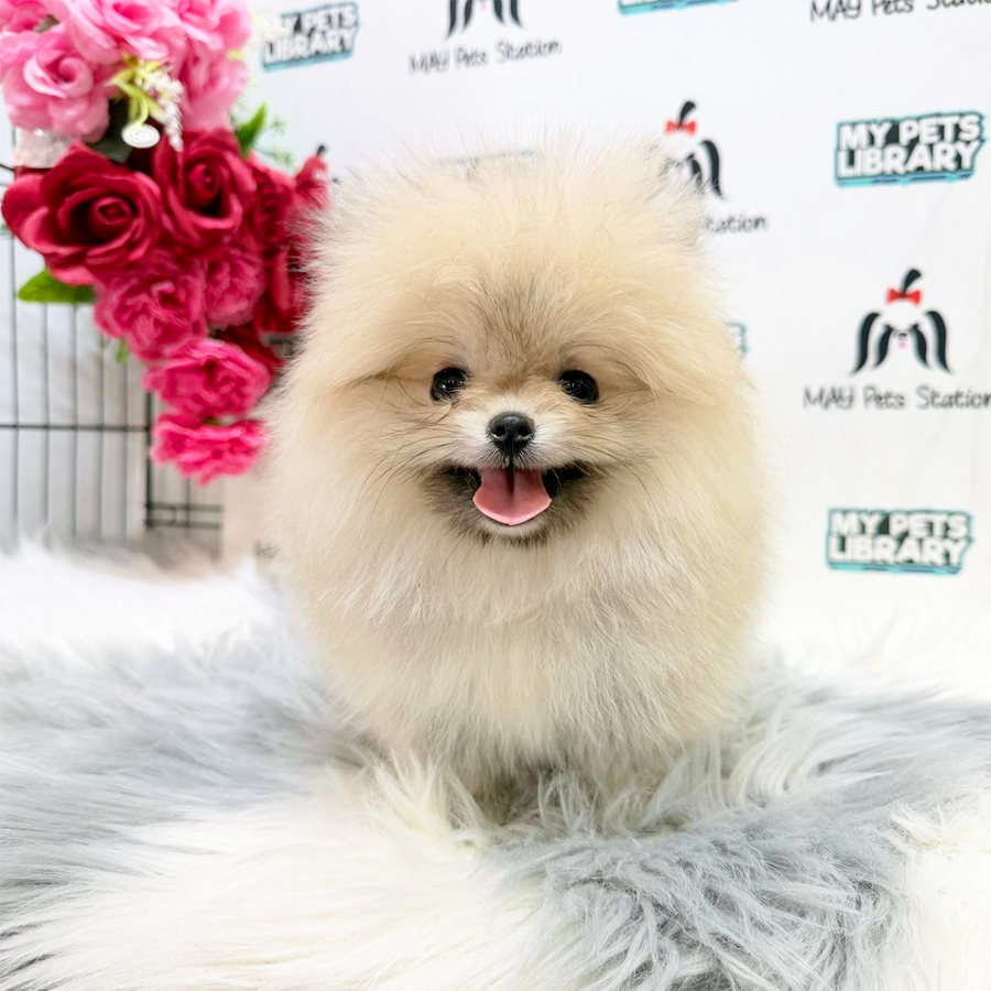 Pomeranian Puppy
