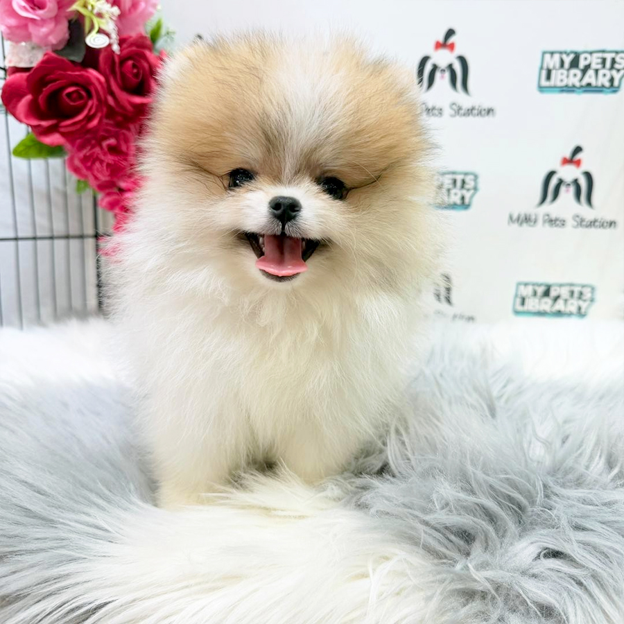 Pomeranian Puppy