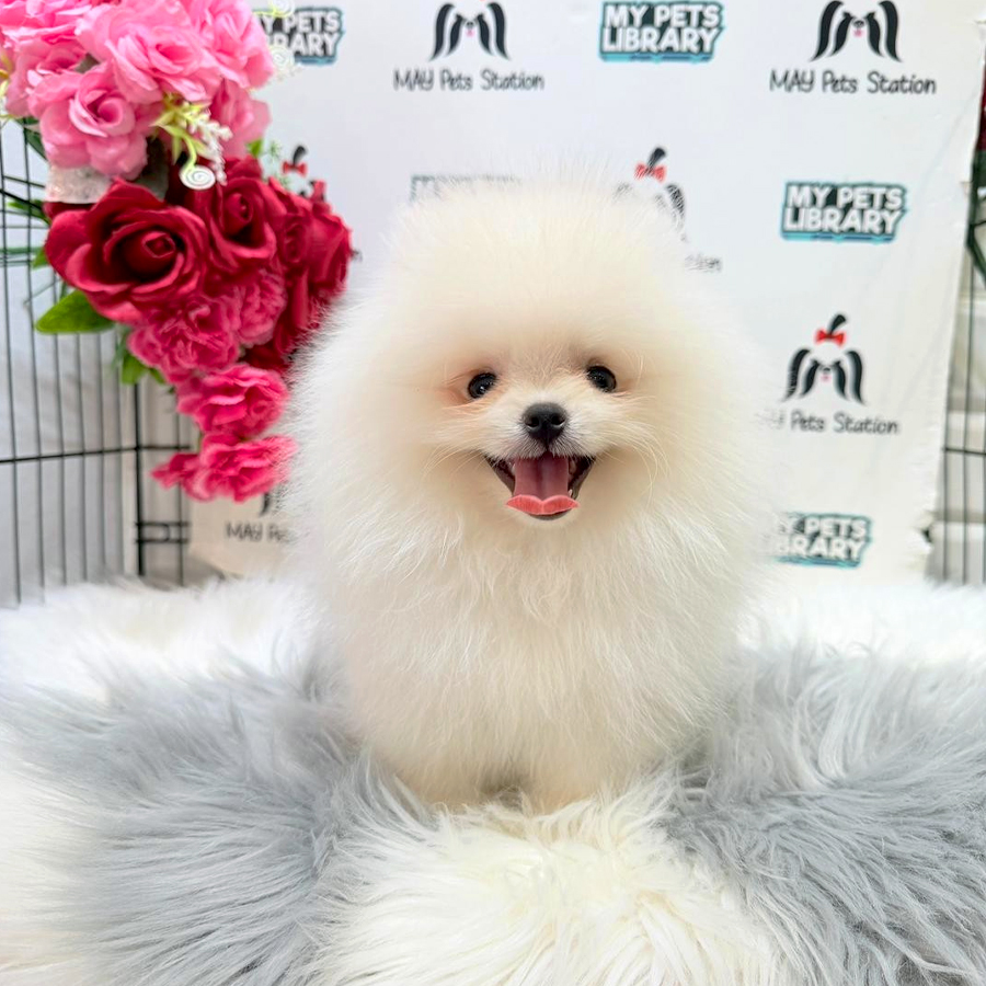 Pomeranian Puppy