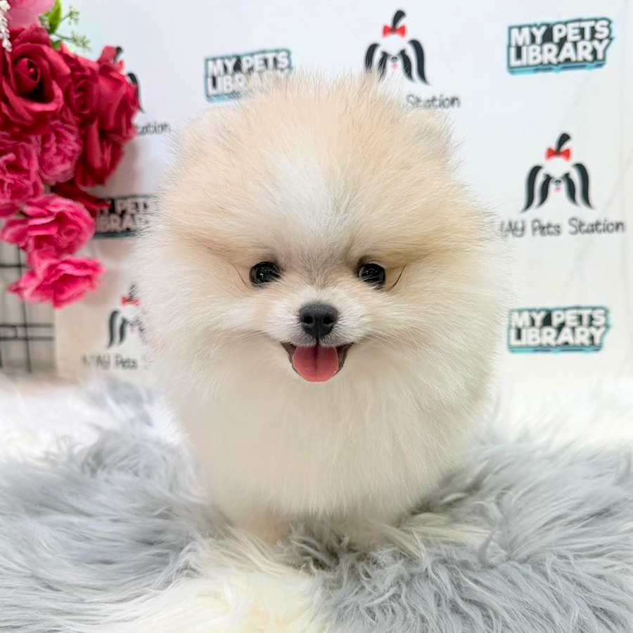 Pomeranian Puppy