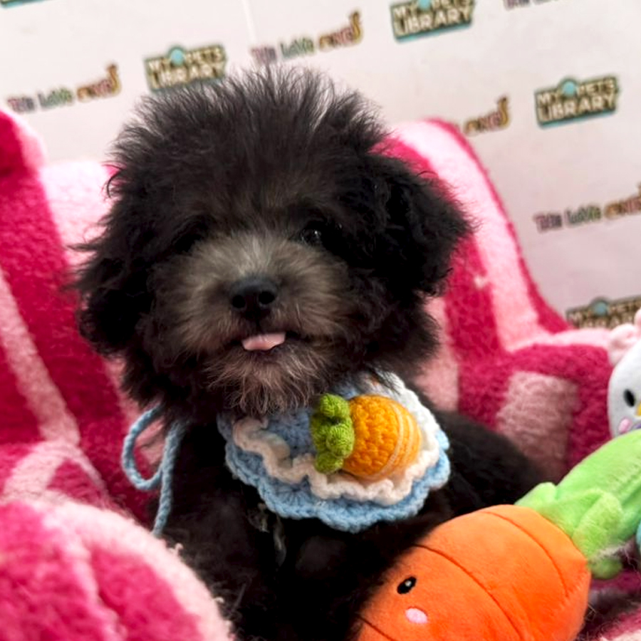 Tiny Toy Poodle Puppy