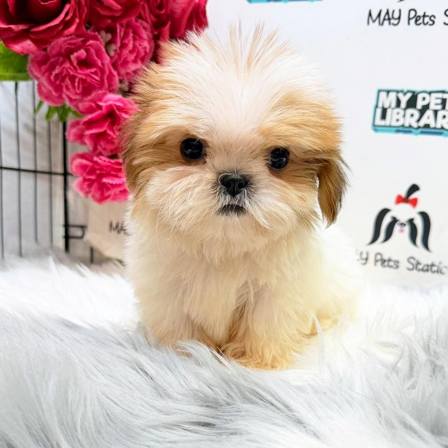 Shih Tzu Puppy