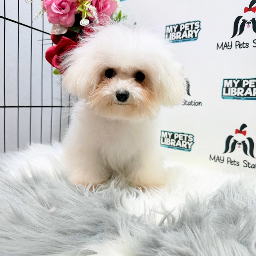 Bichon Frise Puppy