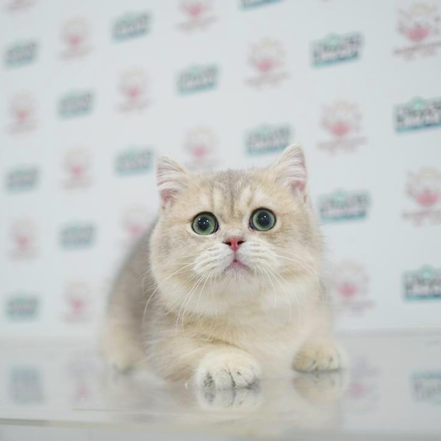 Short Leg Munchkin Kitten