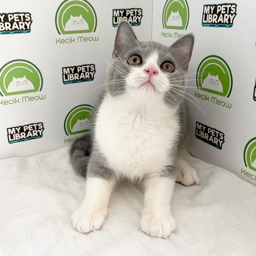 British Shorthair Kitten