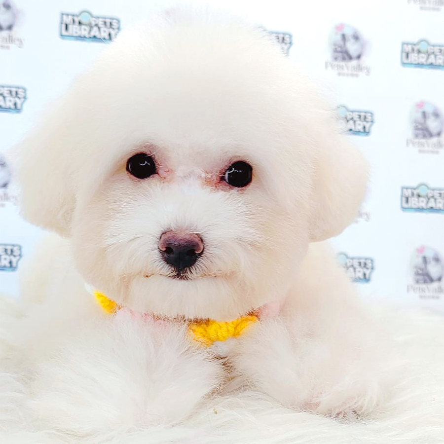 Toy Poodle Puppy