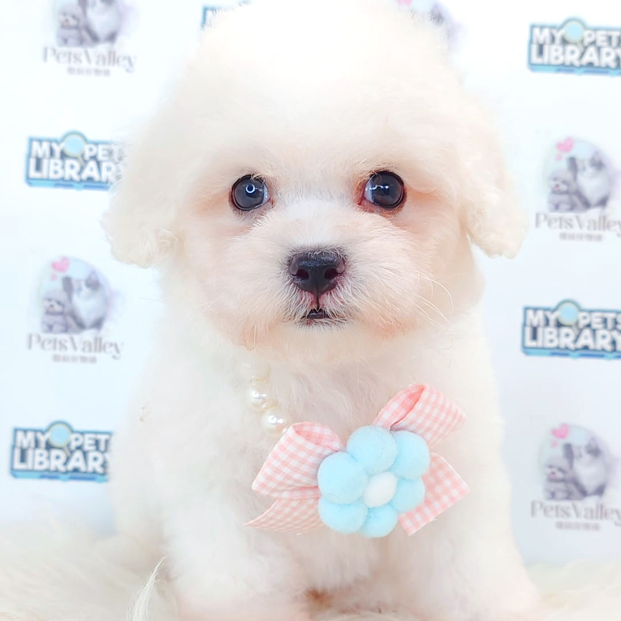 Toy Poodle Puppy