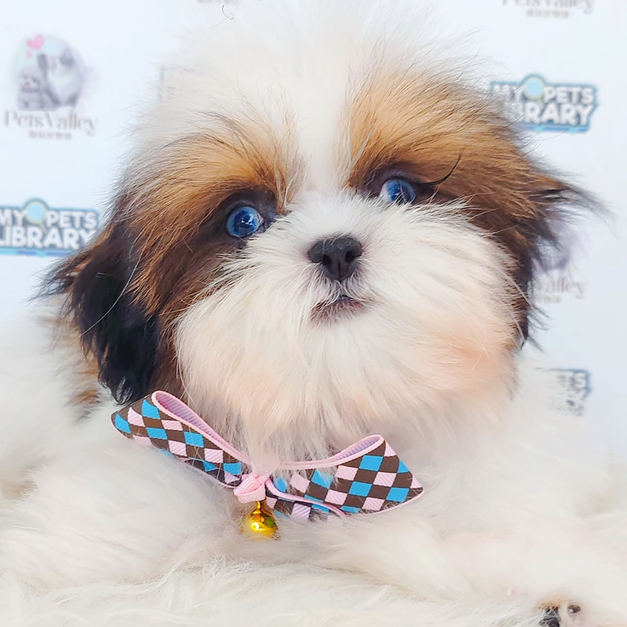 Shih Tzu Puppy