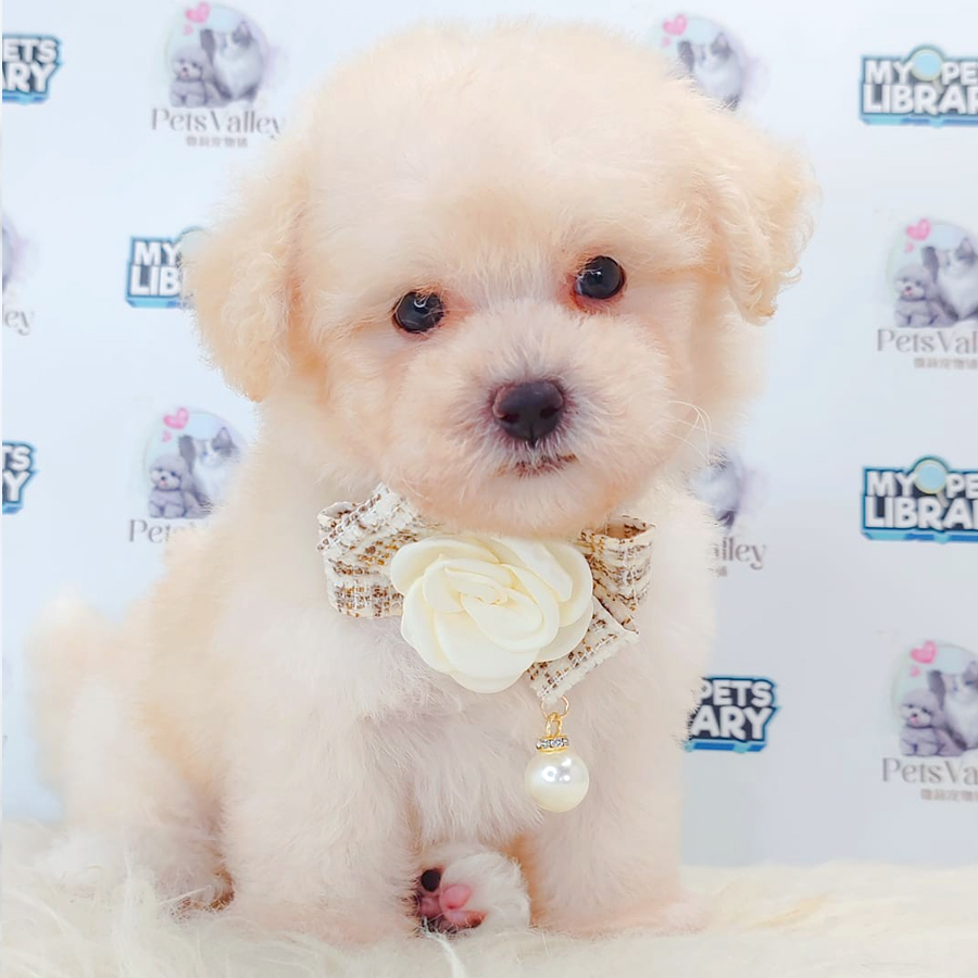 Toy Poodle Puppy