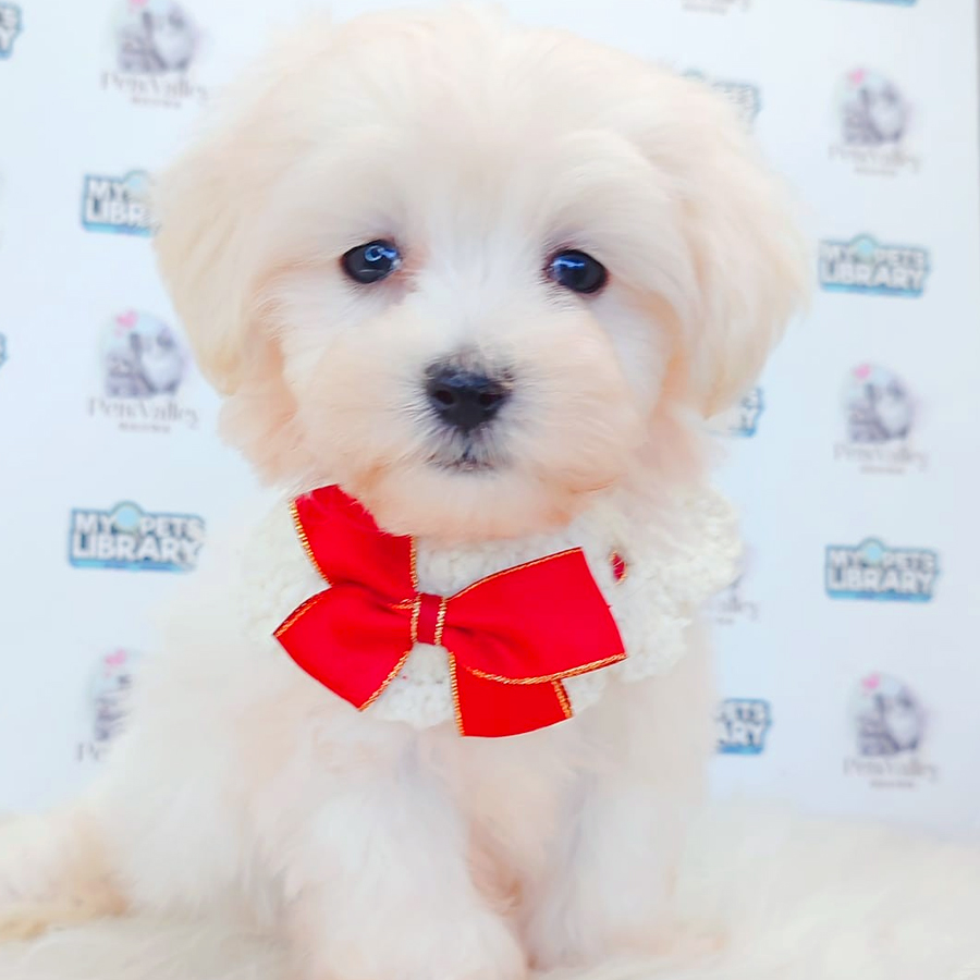 Maltipoo Puppy