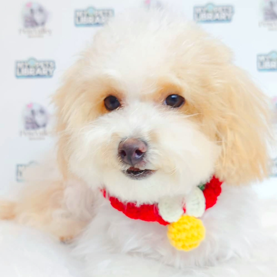 Maltipoo Puppy