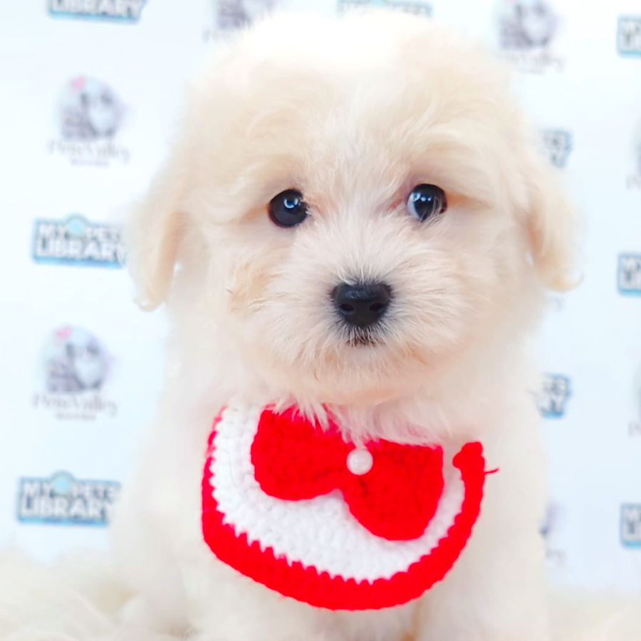 Maltipoo Puppy