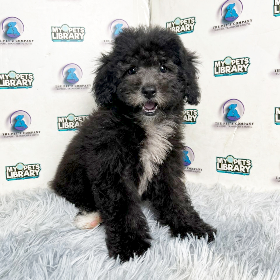 Toy Poodle Puppy