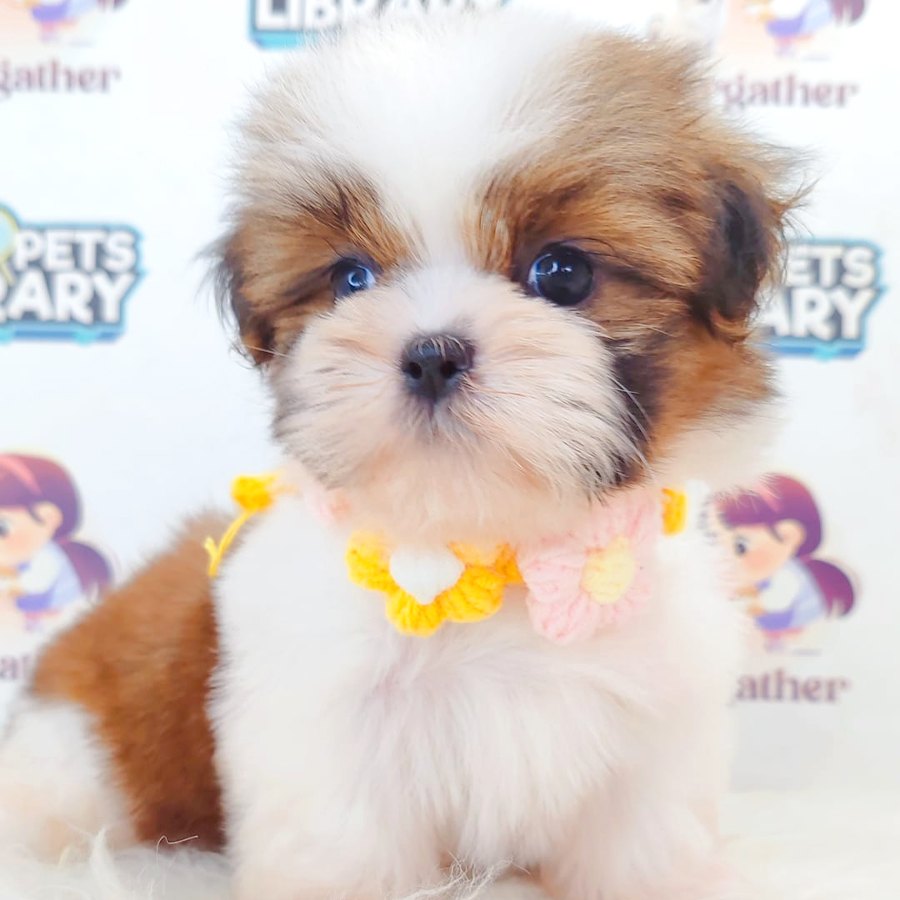 Shih Tzu Puppy