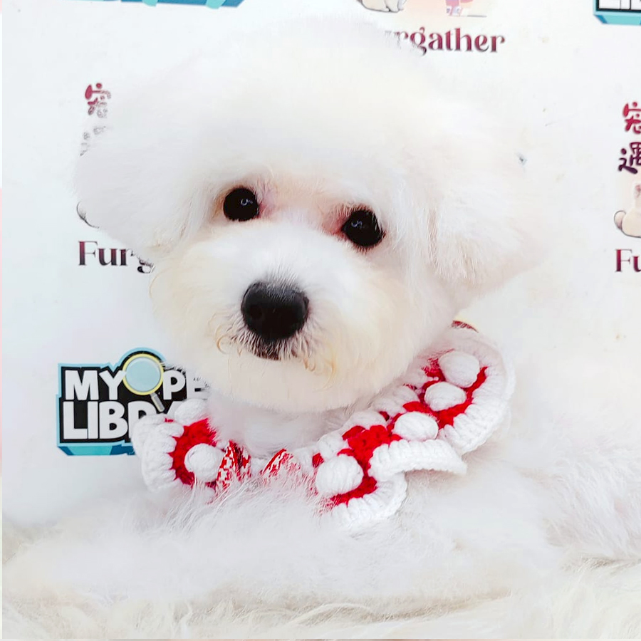 Bichon Frise Puppy