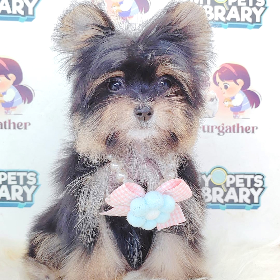 Pomapoo Puppy