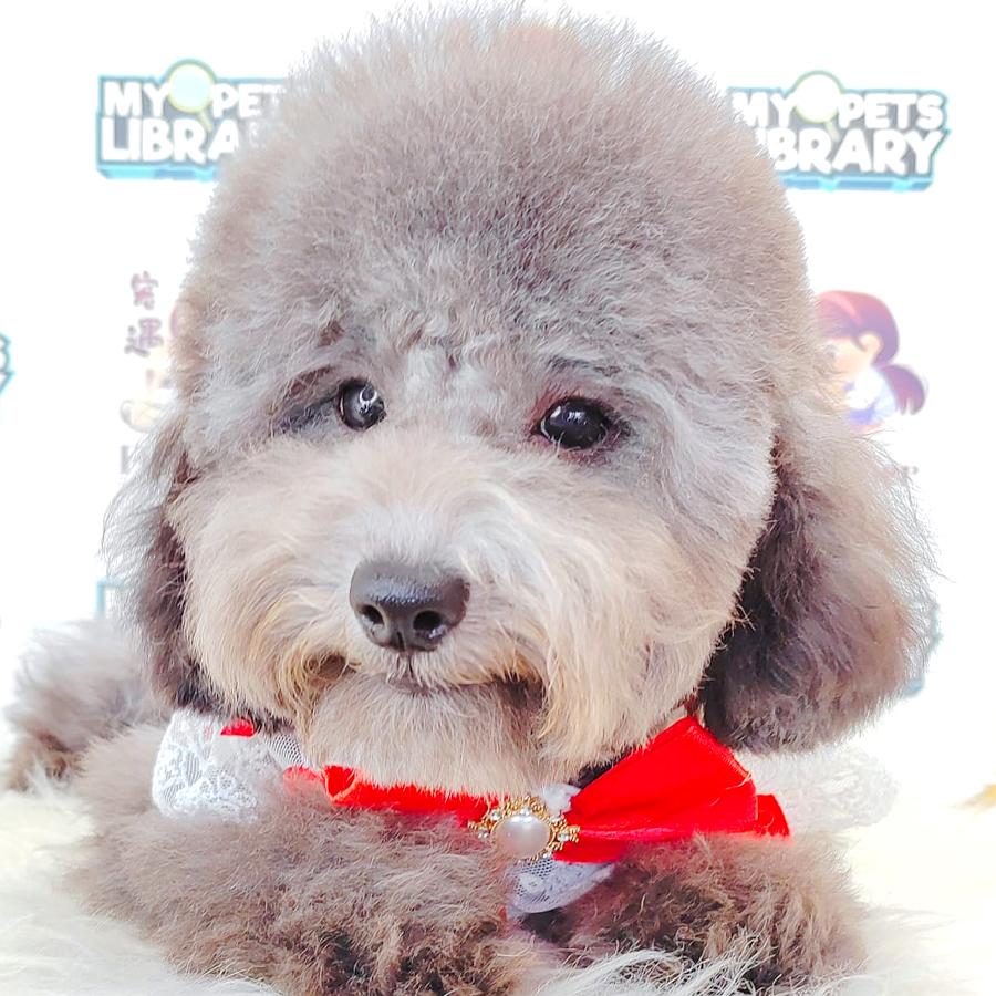Toy Poodle Puppy