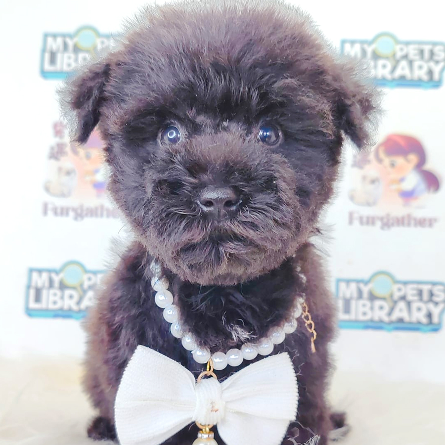 Toy Poodle Puppy