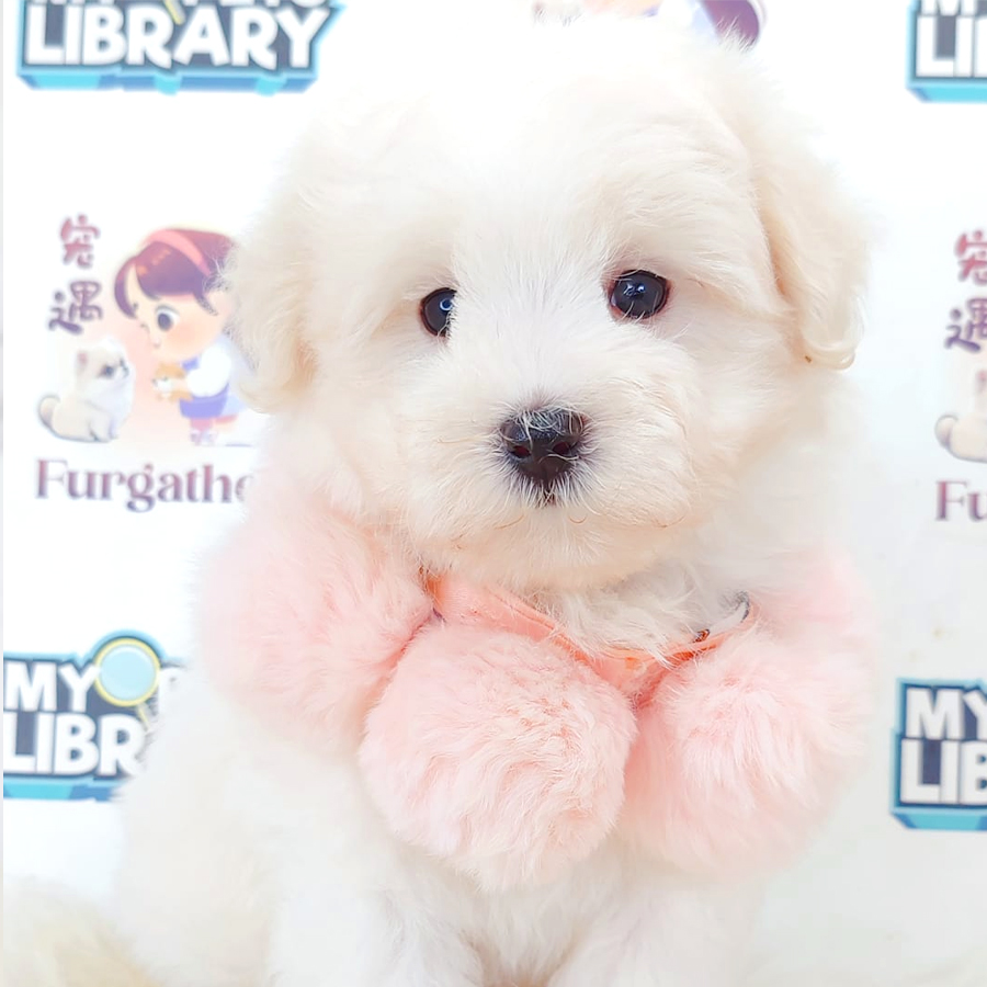 Maltipoo Puppy