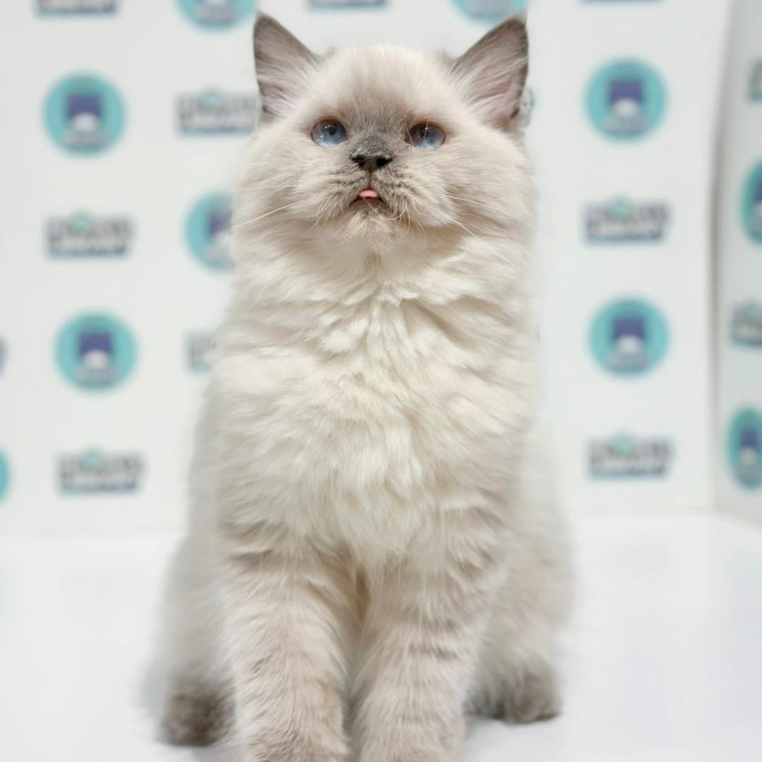 Himalayan Persian Kitten