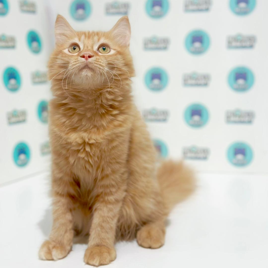 Scottishstraight Kitten