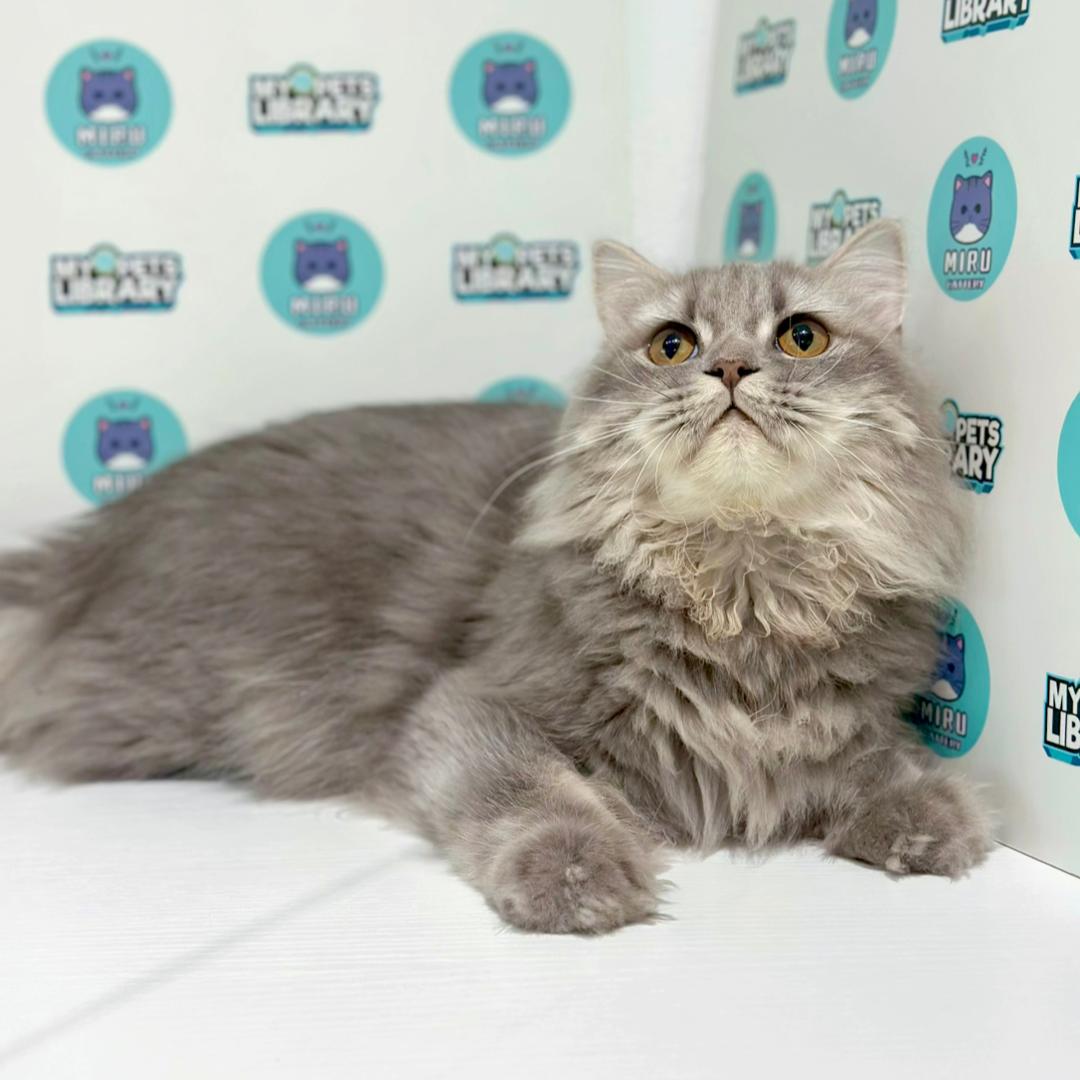 Scottishstraight Kitten
