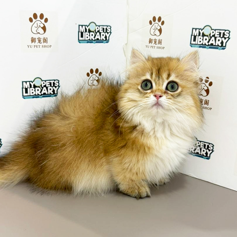 Minuet Napoleon Kitten