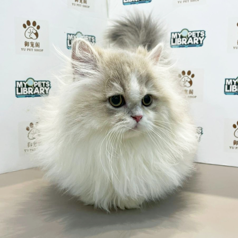 Minuet Napoleon Kitten