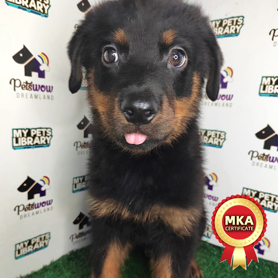 MKA Rottweiler Puppy