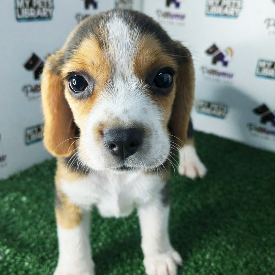 Beagle Puppy