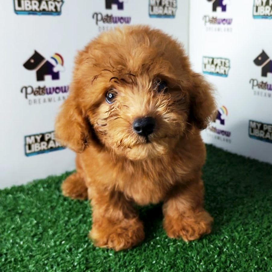 Toy Poodle Puppy