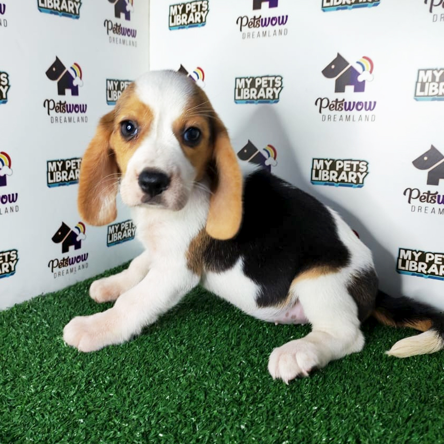 Beagle Puppy