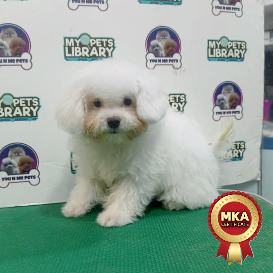 MKA Bichon Frise Puppy