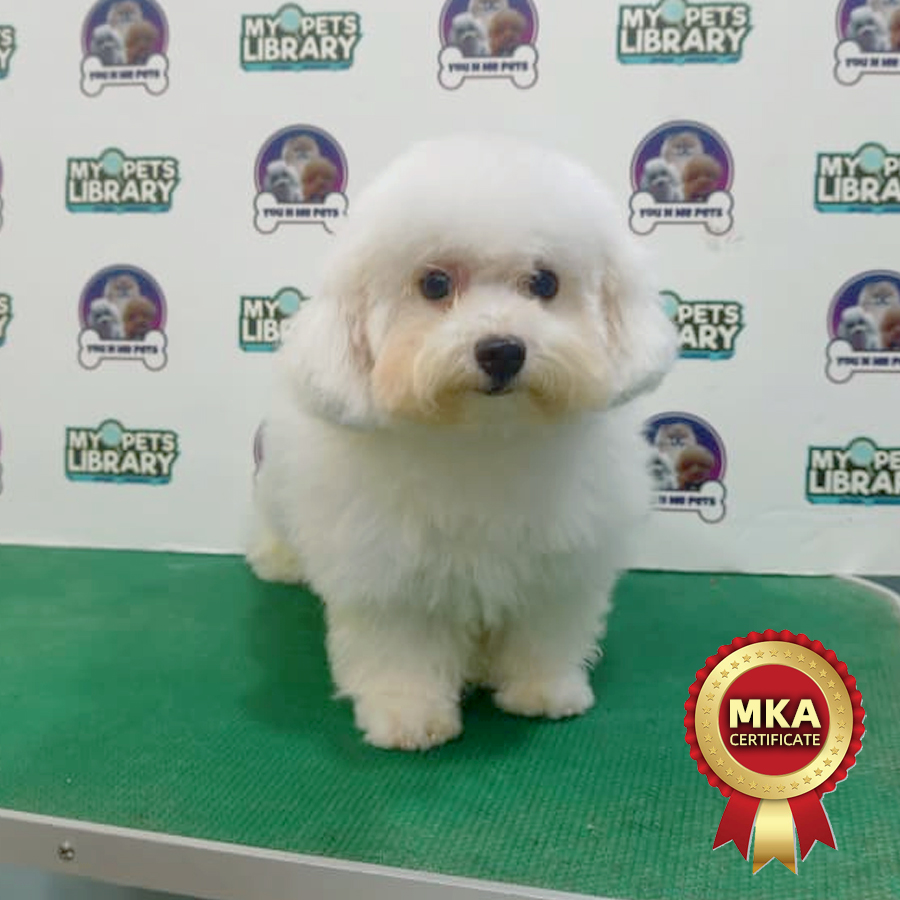 MKA Bichon Frise Puppy