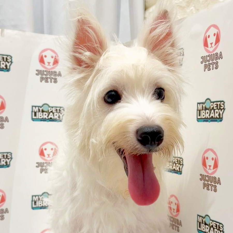 West Highland Terrier Puppy