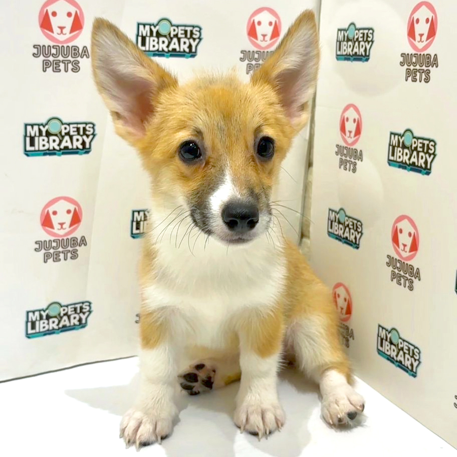 Welsh Corgi Puppy