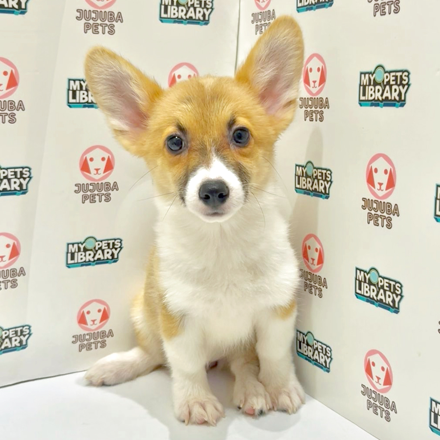 Welsh Corgi Puppy