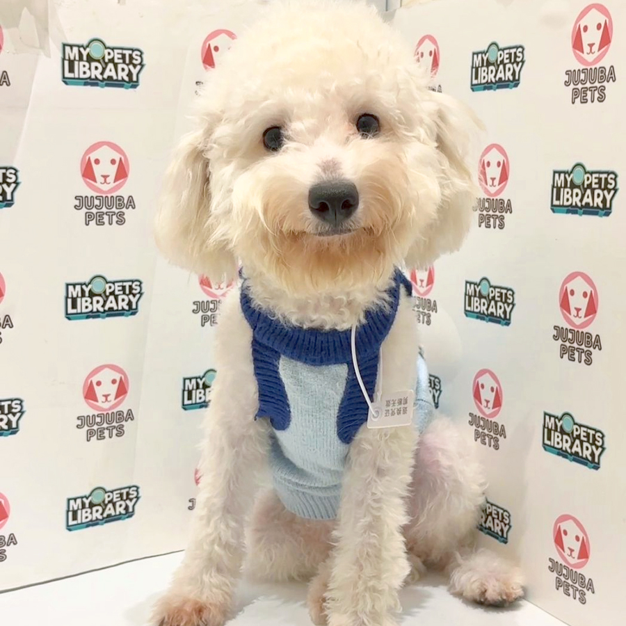 Toy Poodle Puppy