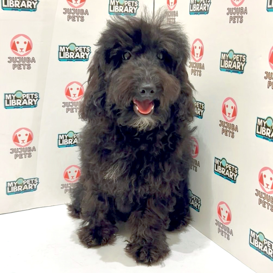 Toy Poodle Puppy