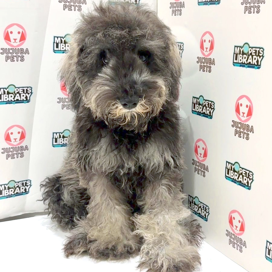Schnauzer Puppy